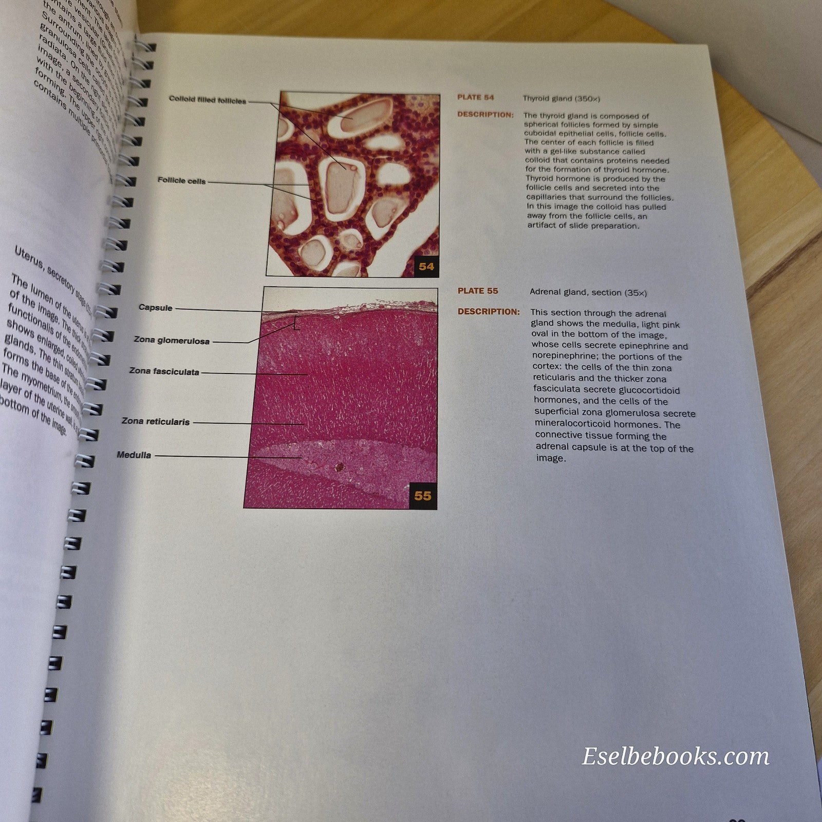 A Brief Atlas of the Human Body - Matt Hutchinson Second Edition Spiral Textbook