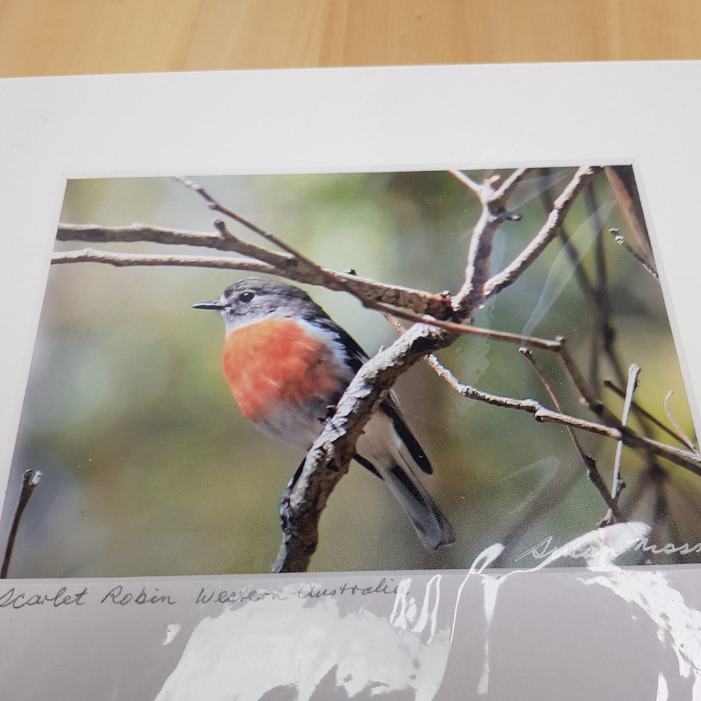 Susan Moss photography - 2 bird photos - Blue wren/Scarlet wren