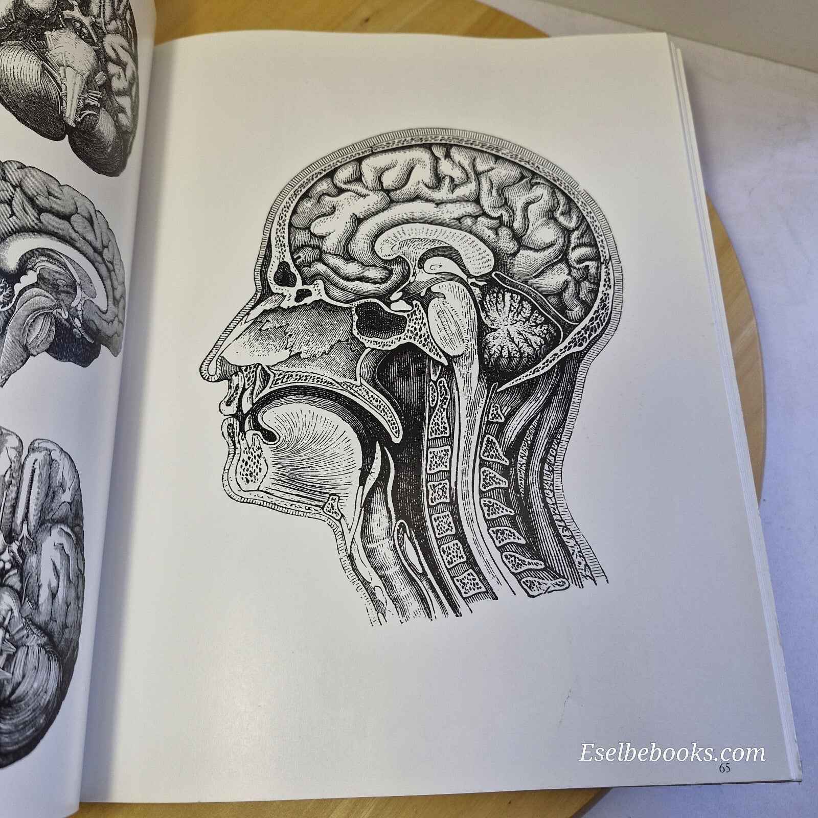 Inside the human body: A Sourcebook for Artists and Designers - paperback NO CD