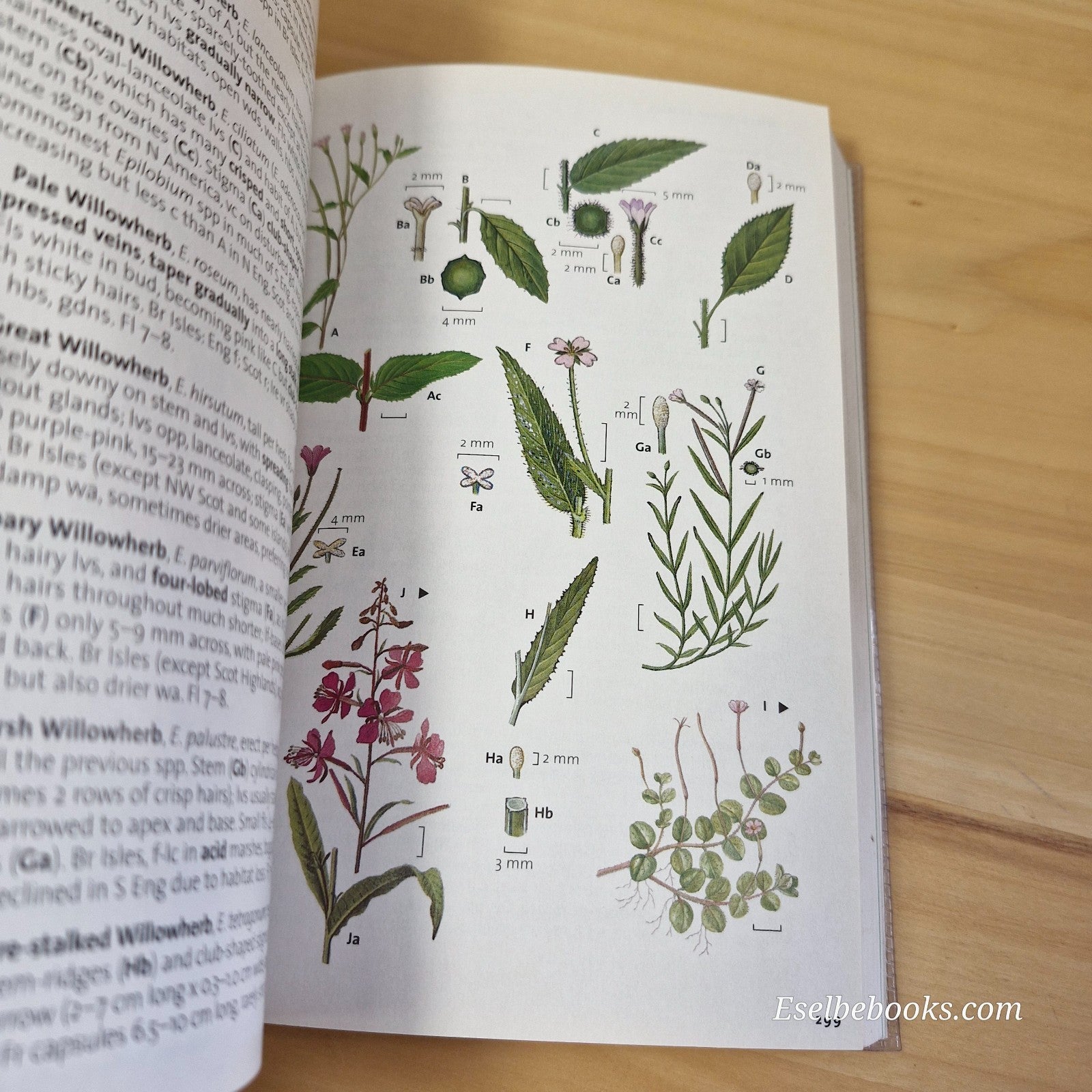 The Wild Flower Key by Francis Rose  and Clare O'Reilly - paperback