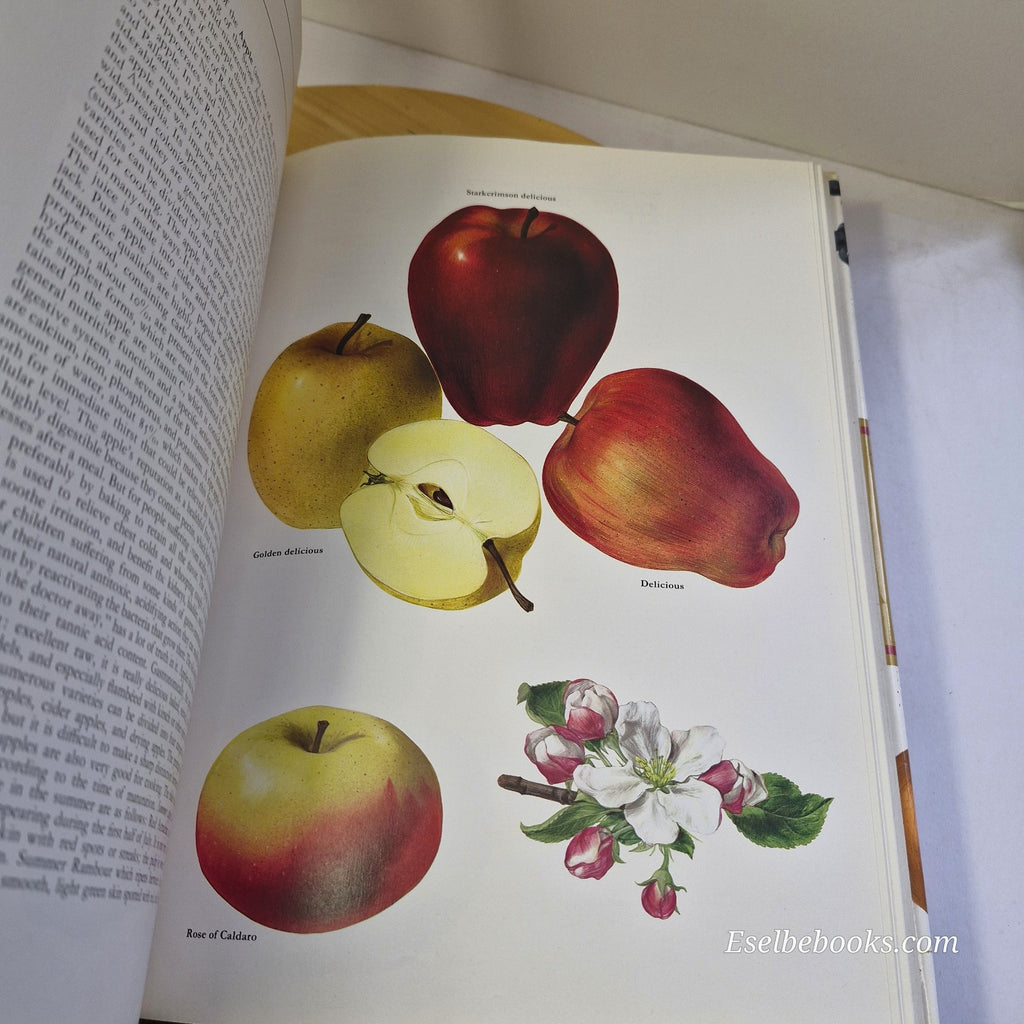 Fruits of the Earth by Bianchini Corbetta & Pistoia - hardback