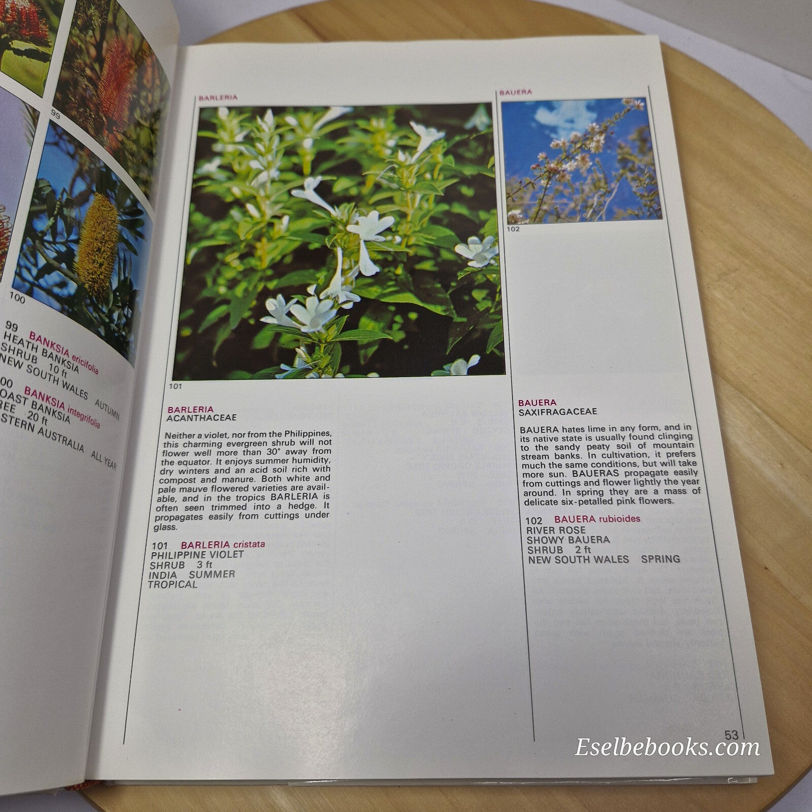 Australian flora: What Flower is That? By Stirling Macoboy · 1980