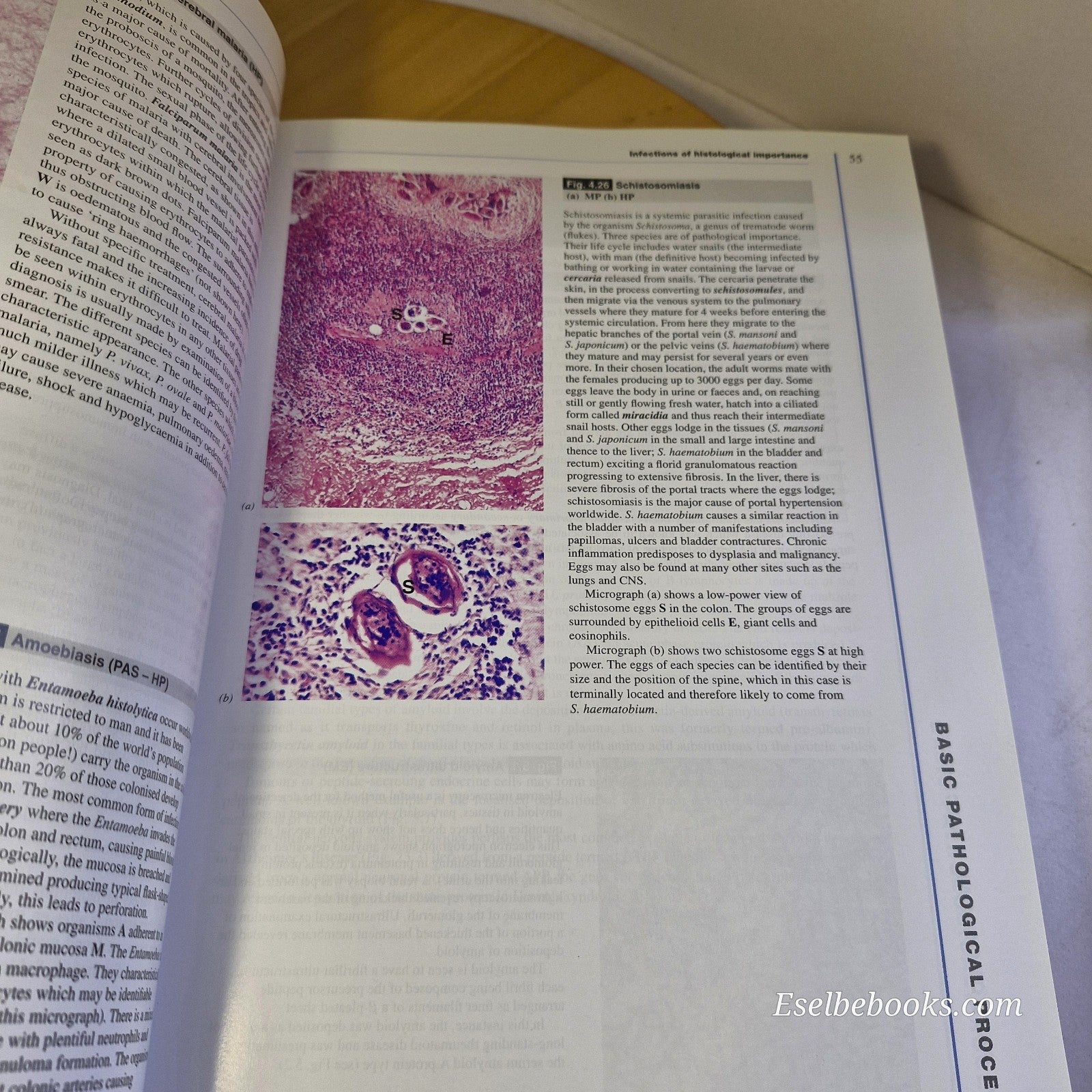 Wheaters Functional Histology & Basic Histology - paperbacks