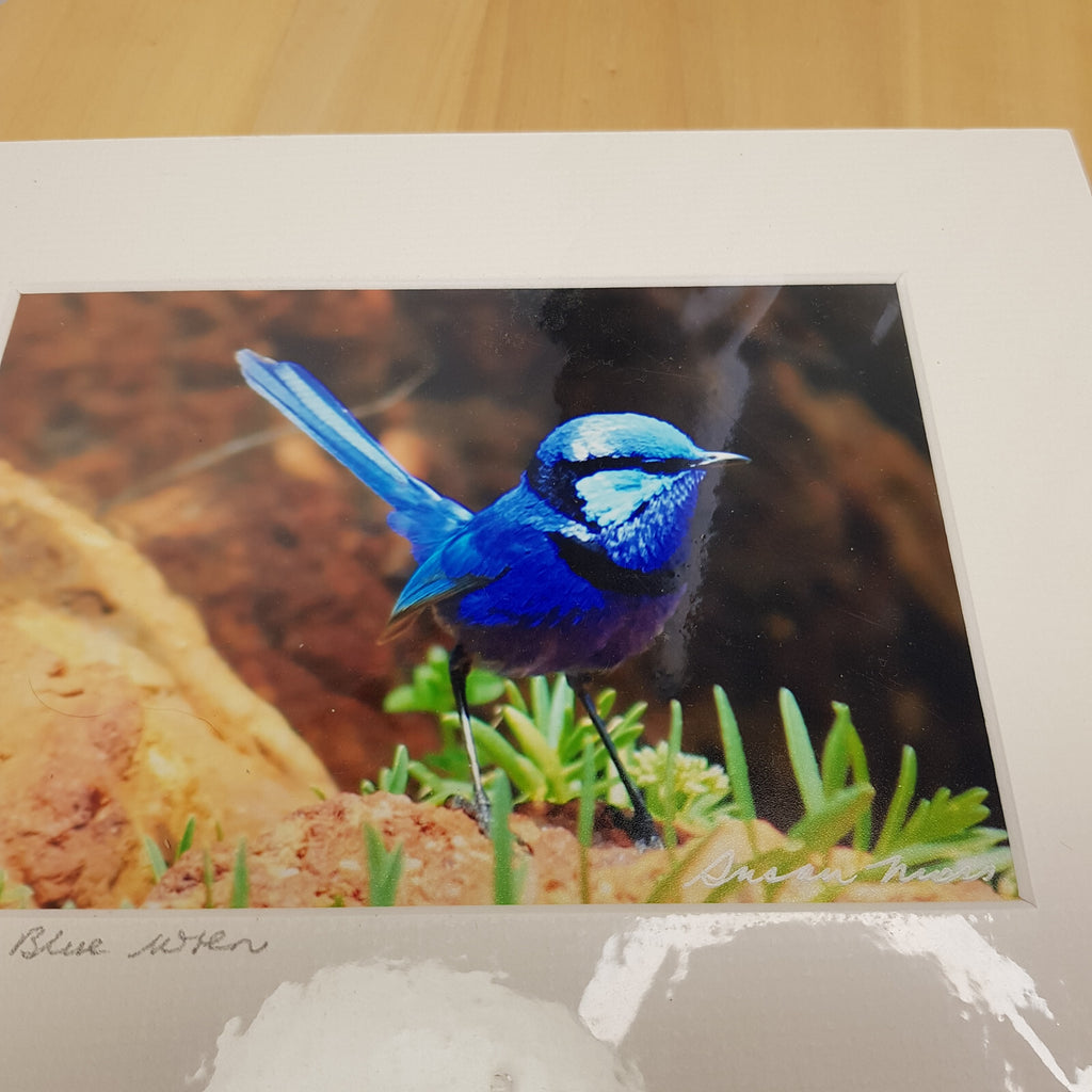 Susan Moss photography - 2 bird photos - Blue wren/Scarlet wren