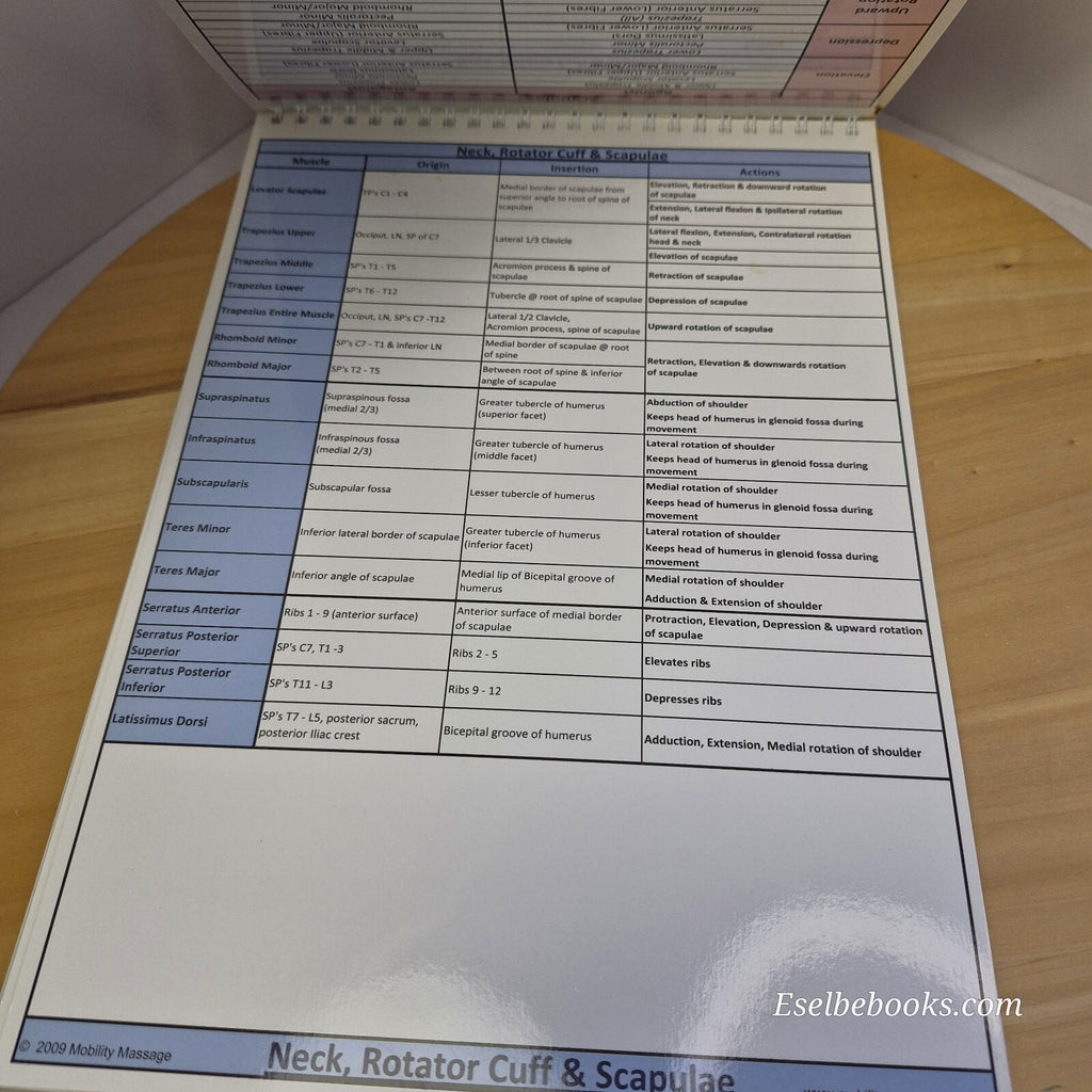 Muscle anatomy - attachments antagonists agonists & actions table top flip chart
