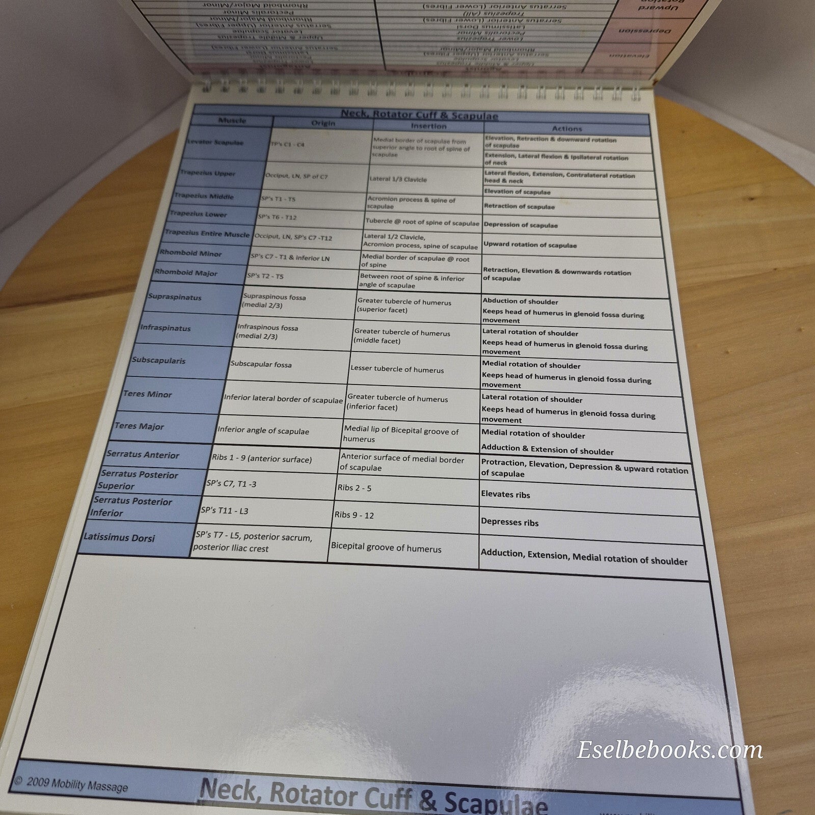 Muscle anatomy - attachments antagonists agonists & actions table top flip chart