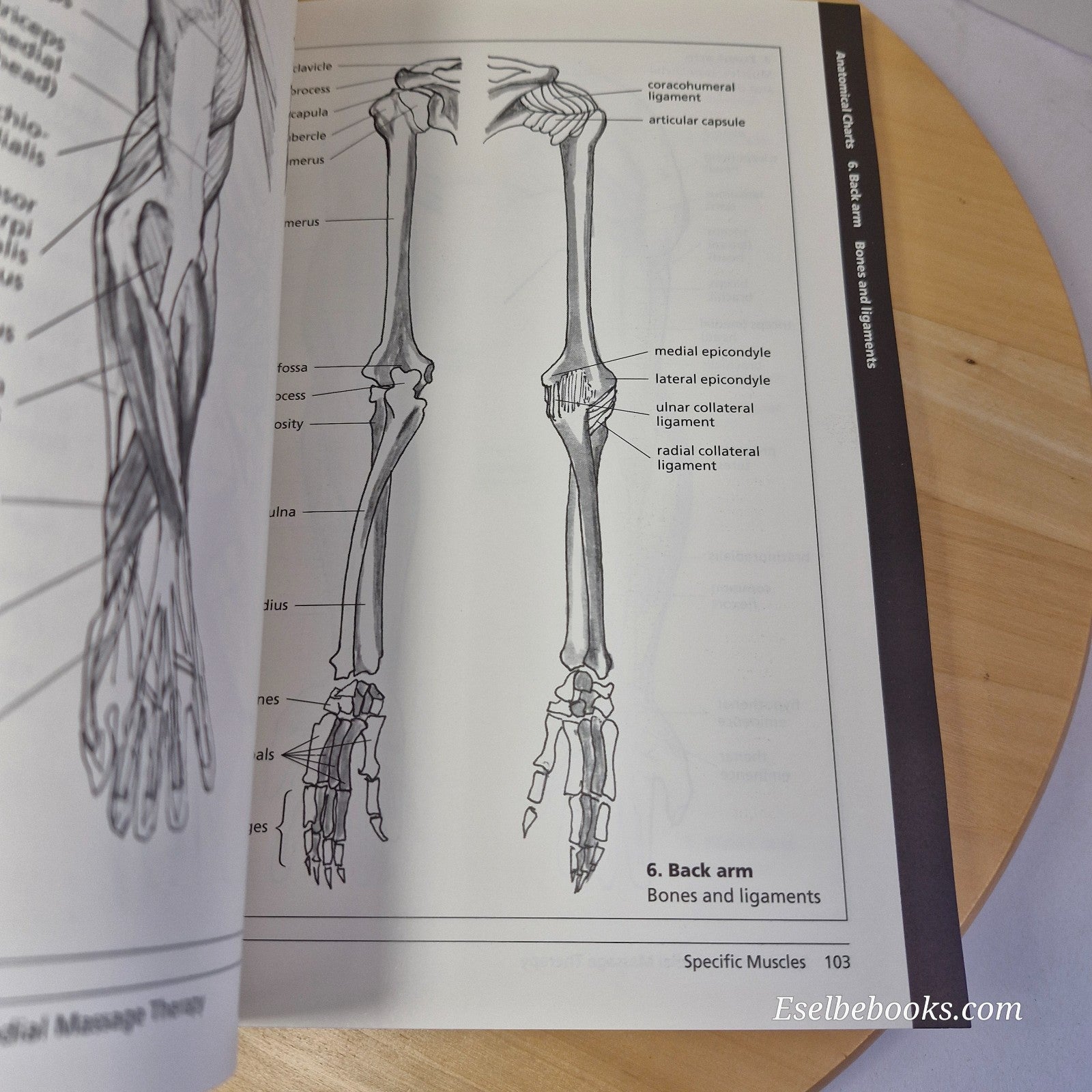 Sports And Remedial Massage Therapy by Mel Cash - Paperback