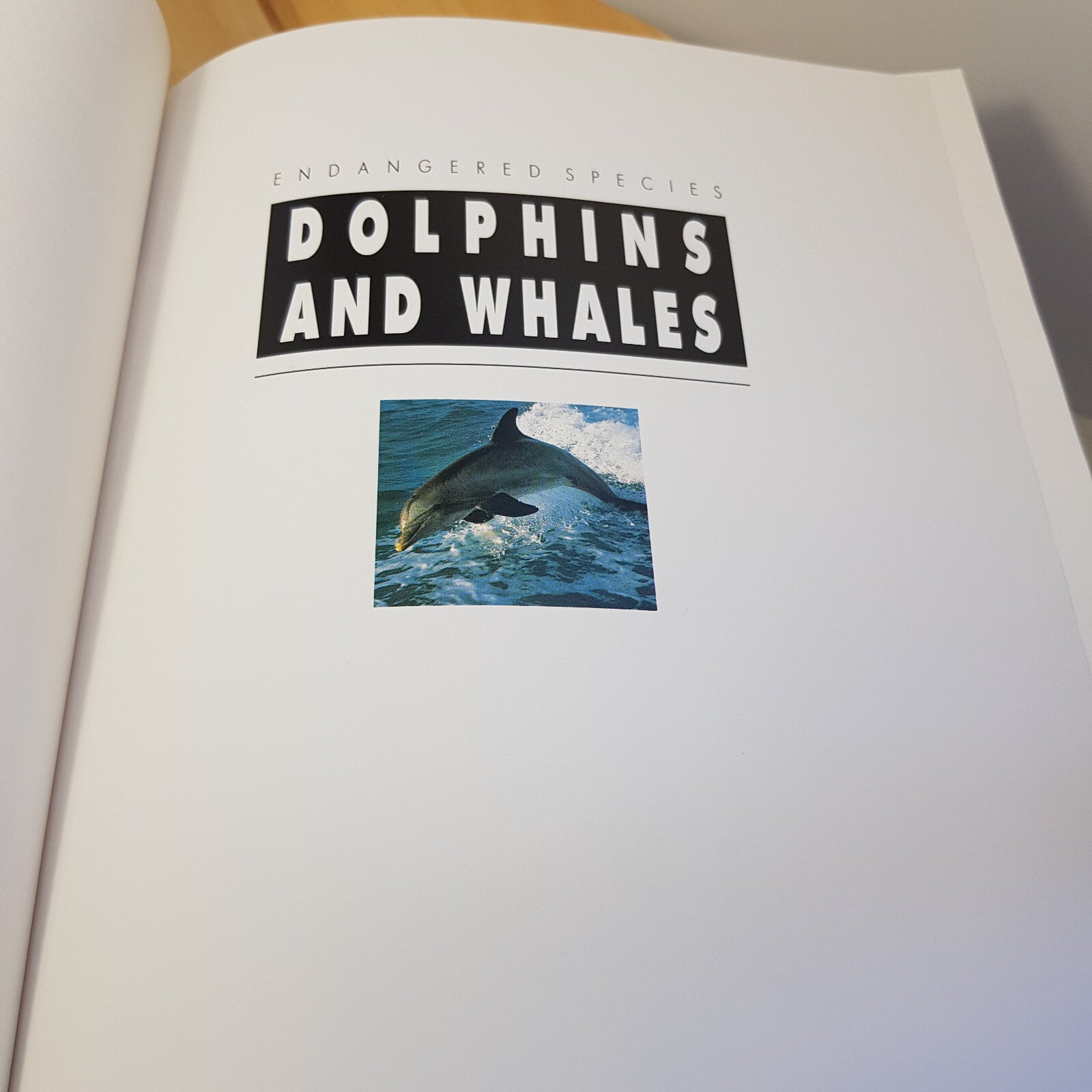 Dolphins and Whales By Stephen Savage · 1990 - hardback NO dust jacket