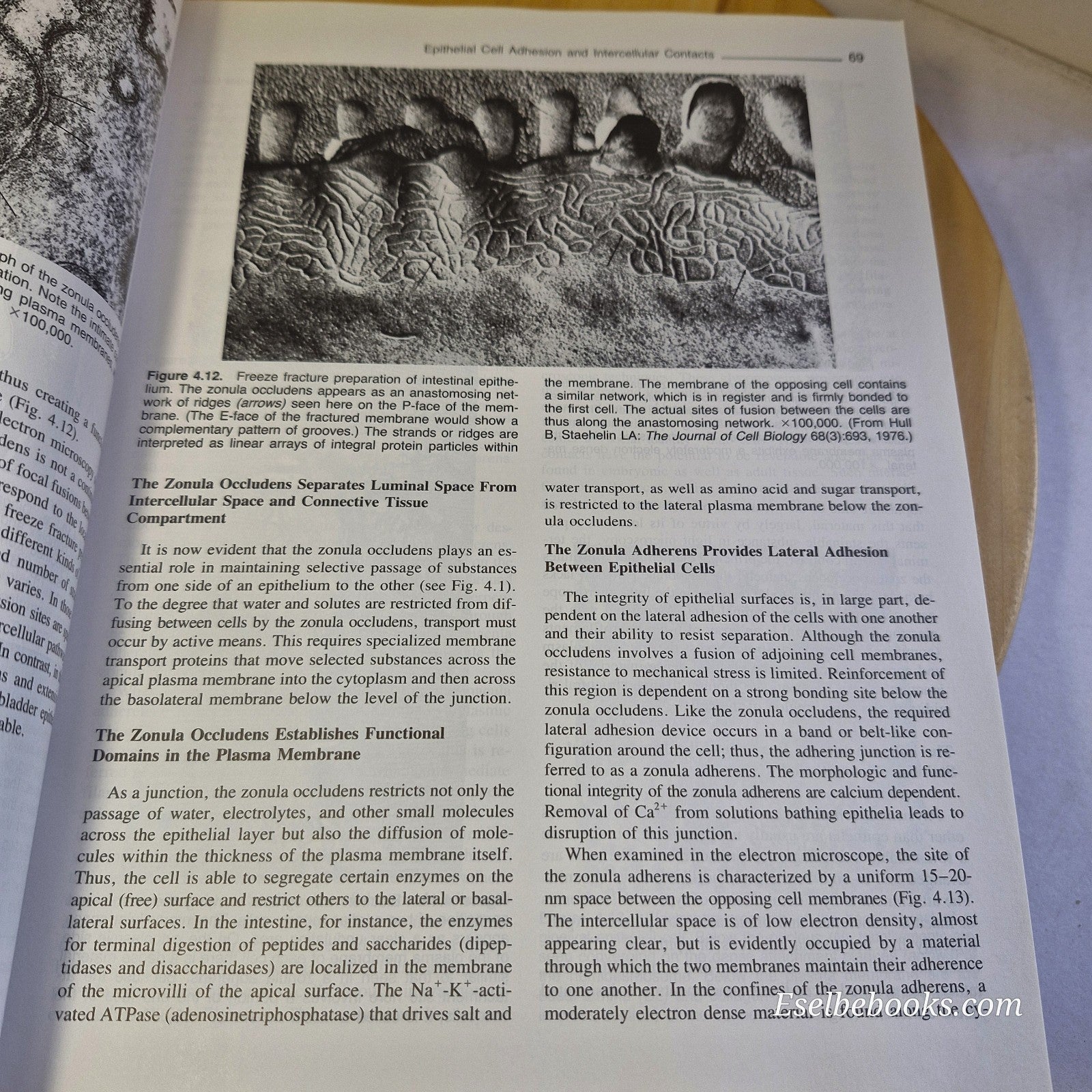 Histology: A Text and Atlas by Kaye, Pawlina and Ross 3rd edition paperback
