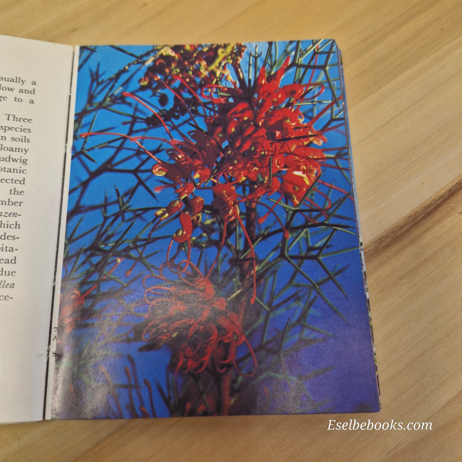 Western Australian wildflowers Volume A - vintage small paperback