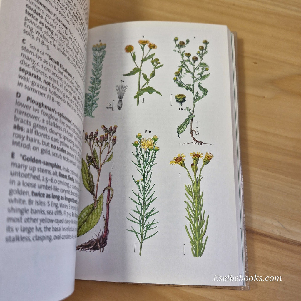 The Wild Flower Key by Francis Rose  and Clare O'Reilly - paperback