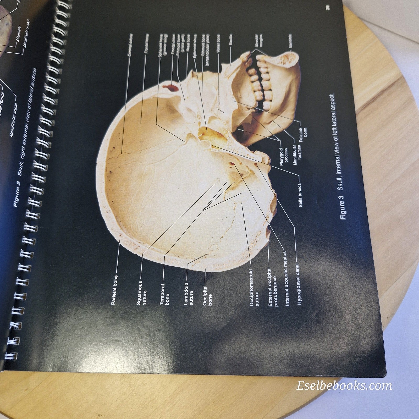 A Brief Atlas of the Human Body - Matt Hutchinson Second Edition Spiral Textbook