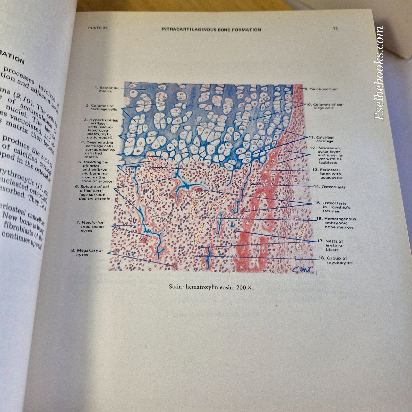 New Atlas of Histology Light Microscopy, Histochemistry and Electron Microscopy