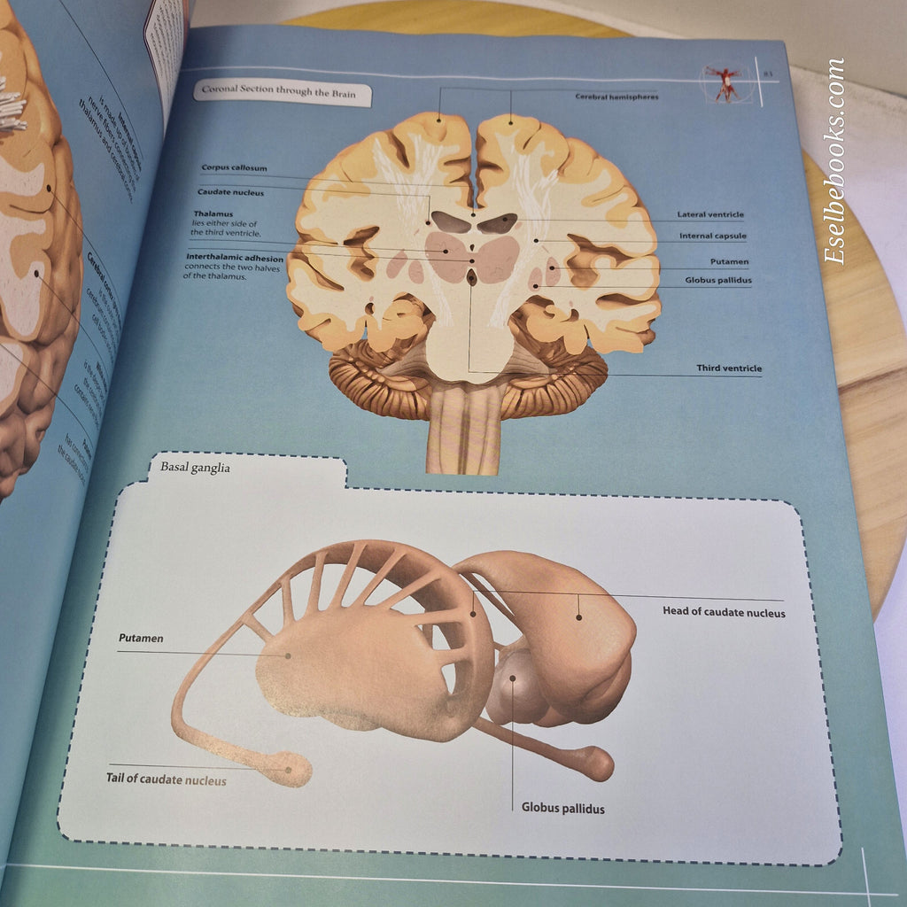 Anatomy 360° The Ultimate Visual Guide to the Human Body By Jamie Roebuck · 2...