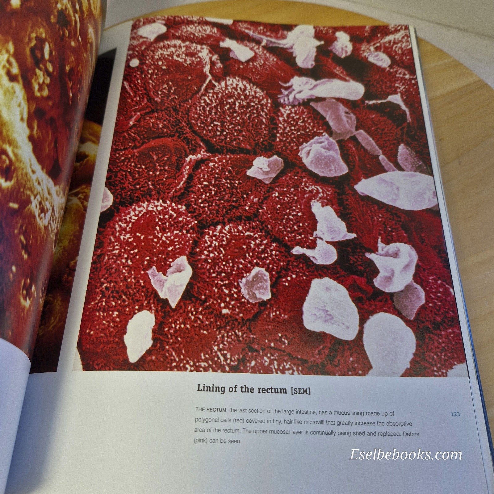 Inside the Body: Fantastic Images from Beneath the Skin - hardback