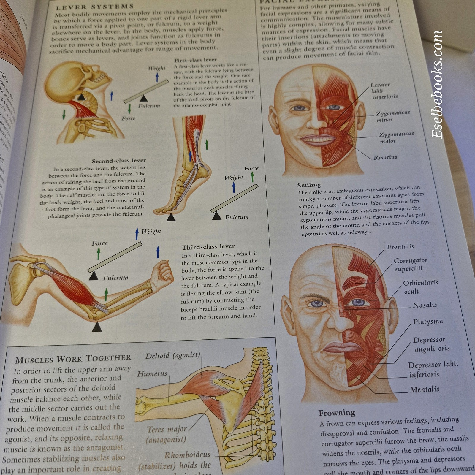 Illustrated Guide to the Human Body by DK Publishing Staff - large hardback