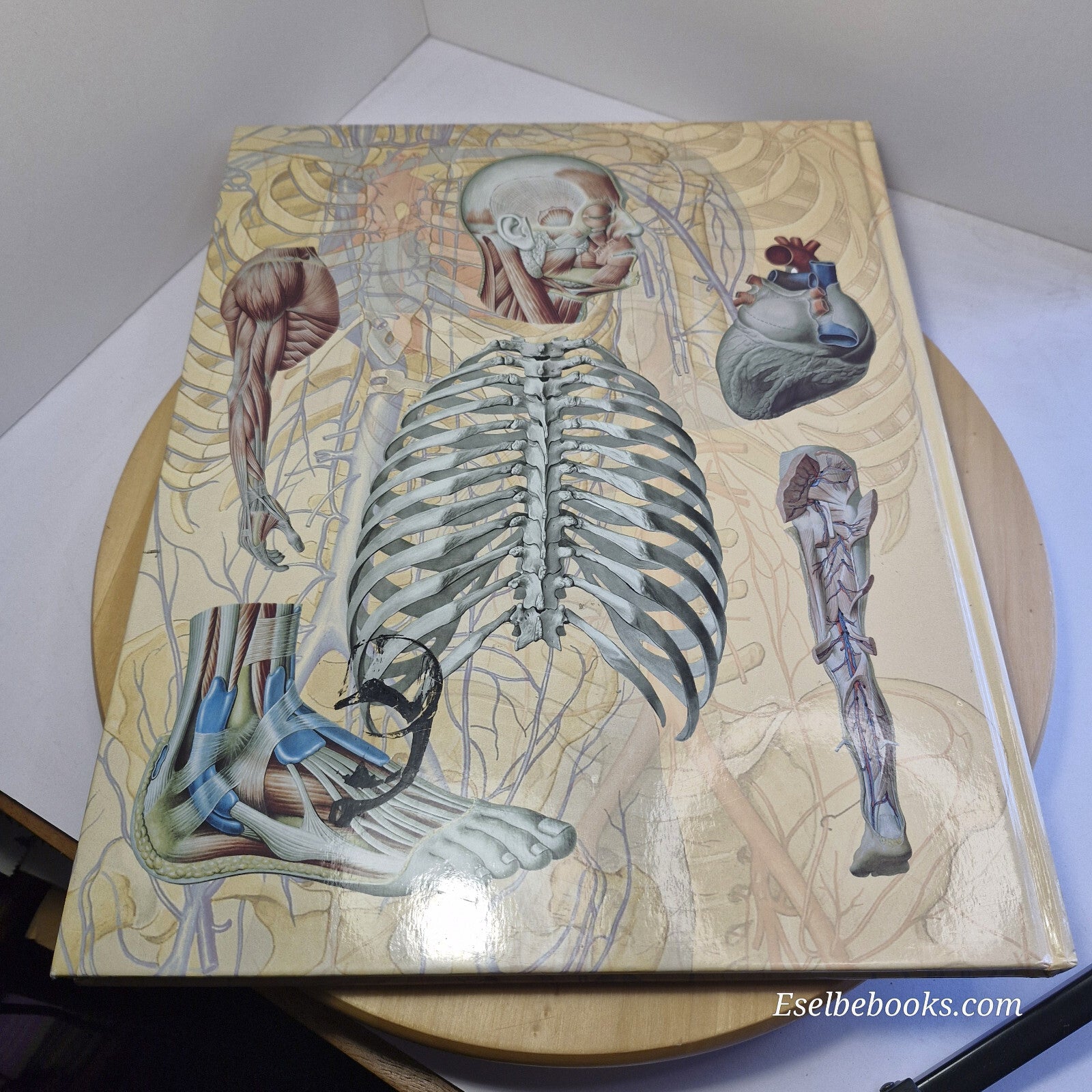 Human Anatomy By Giovanni Iazzetti · 2006 - large hardback