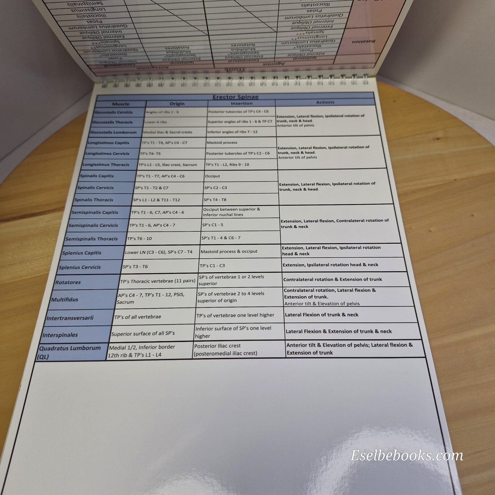 Muscle anatomy - attachments antagonists agonists & actions table top flip chart