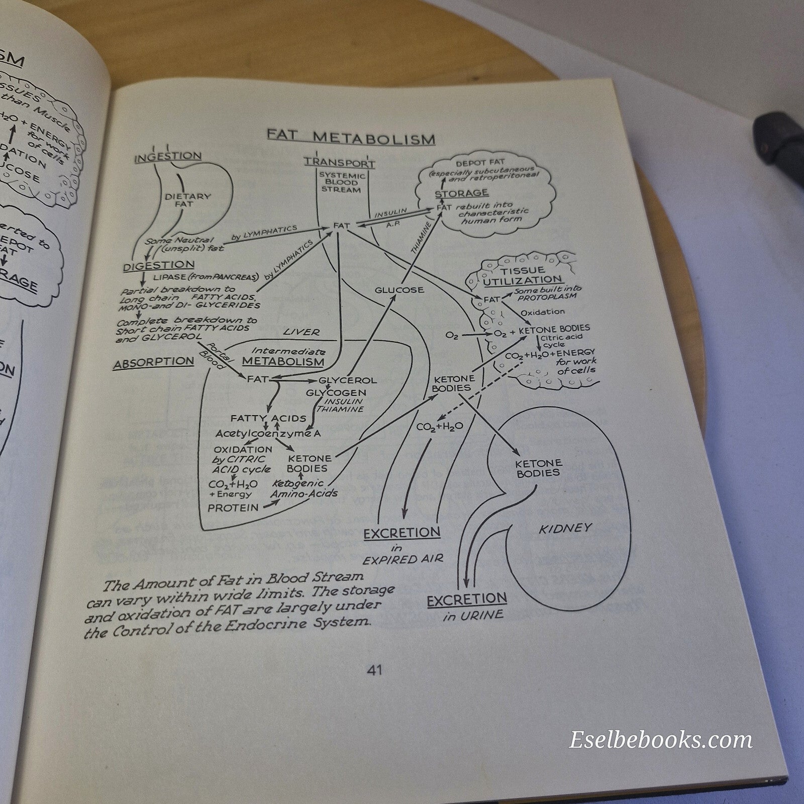 Science: Illustrated Physiology and the Companion to Illustrated Physiology B...