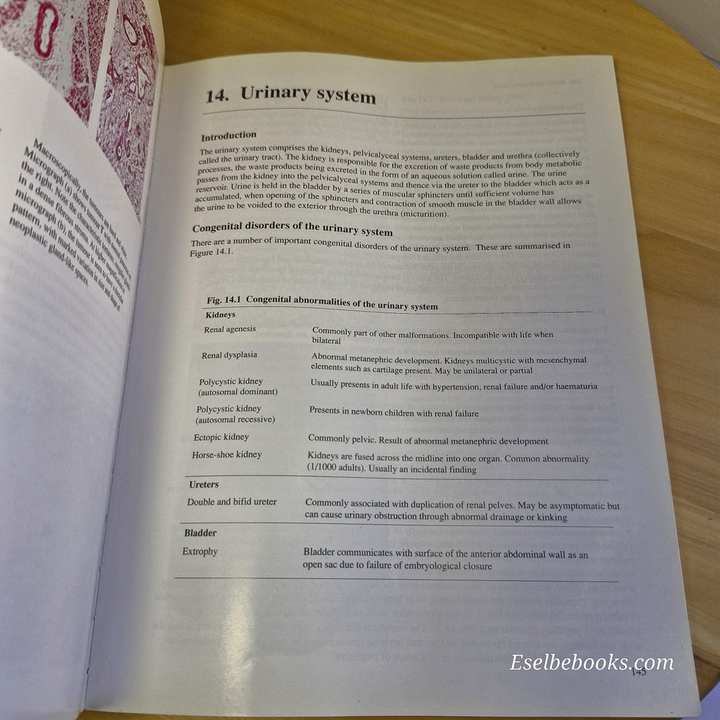 Wheater's Basic Histopathology A Colour Atlas and Text By Burkitt, Stevens, Lowe