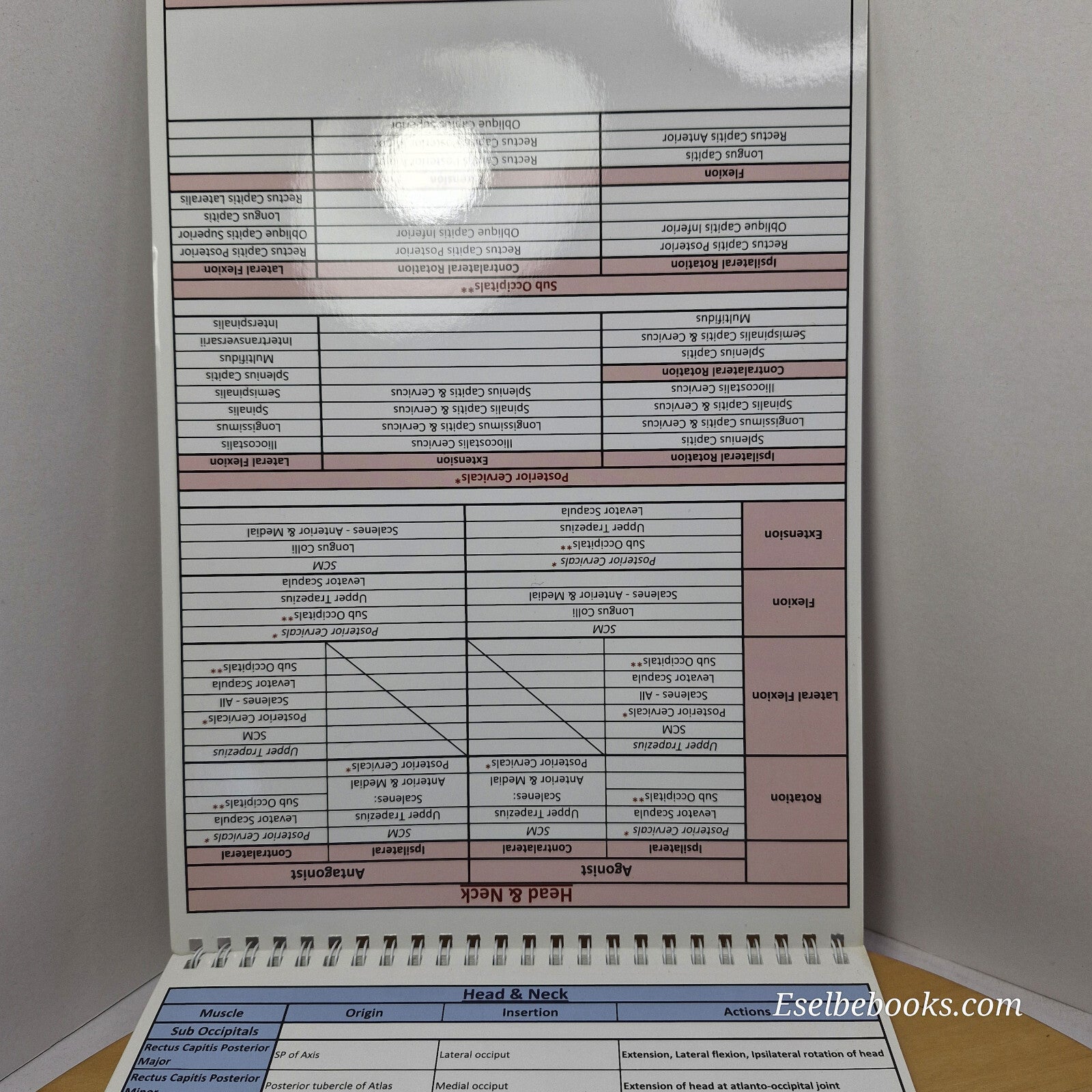 Muscle anatomy - attachments antagonists agonists & actions table top flip chart