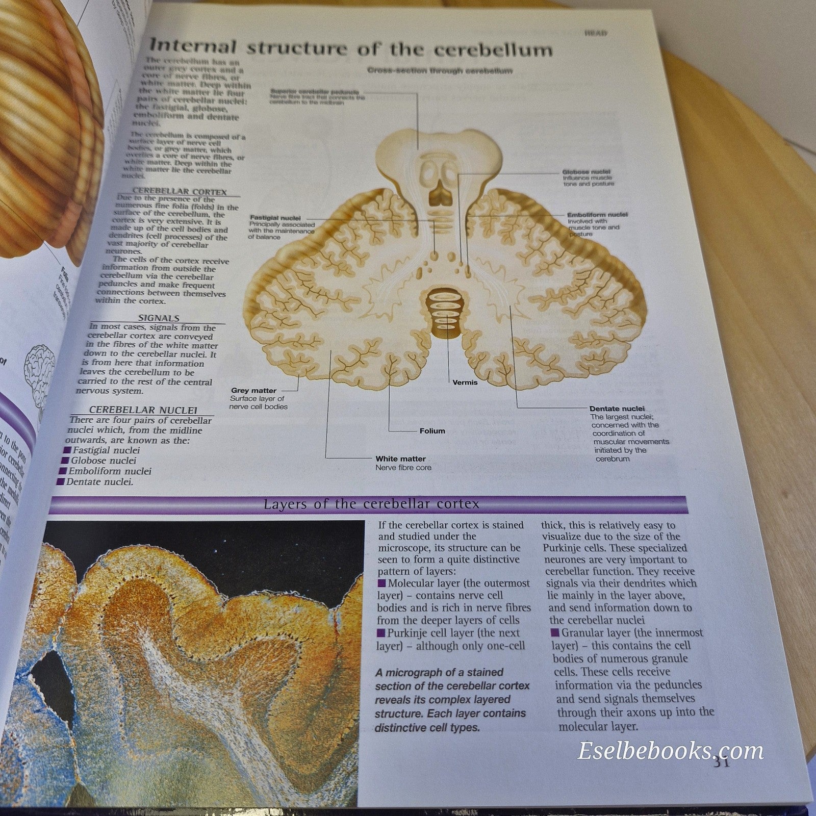 The Atlas of the Human Body: A Complete Guide to How the Body Works by Abrahams