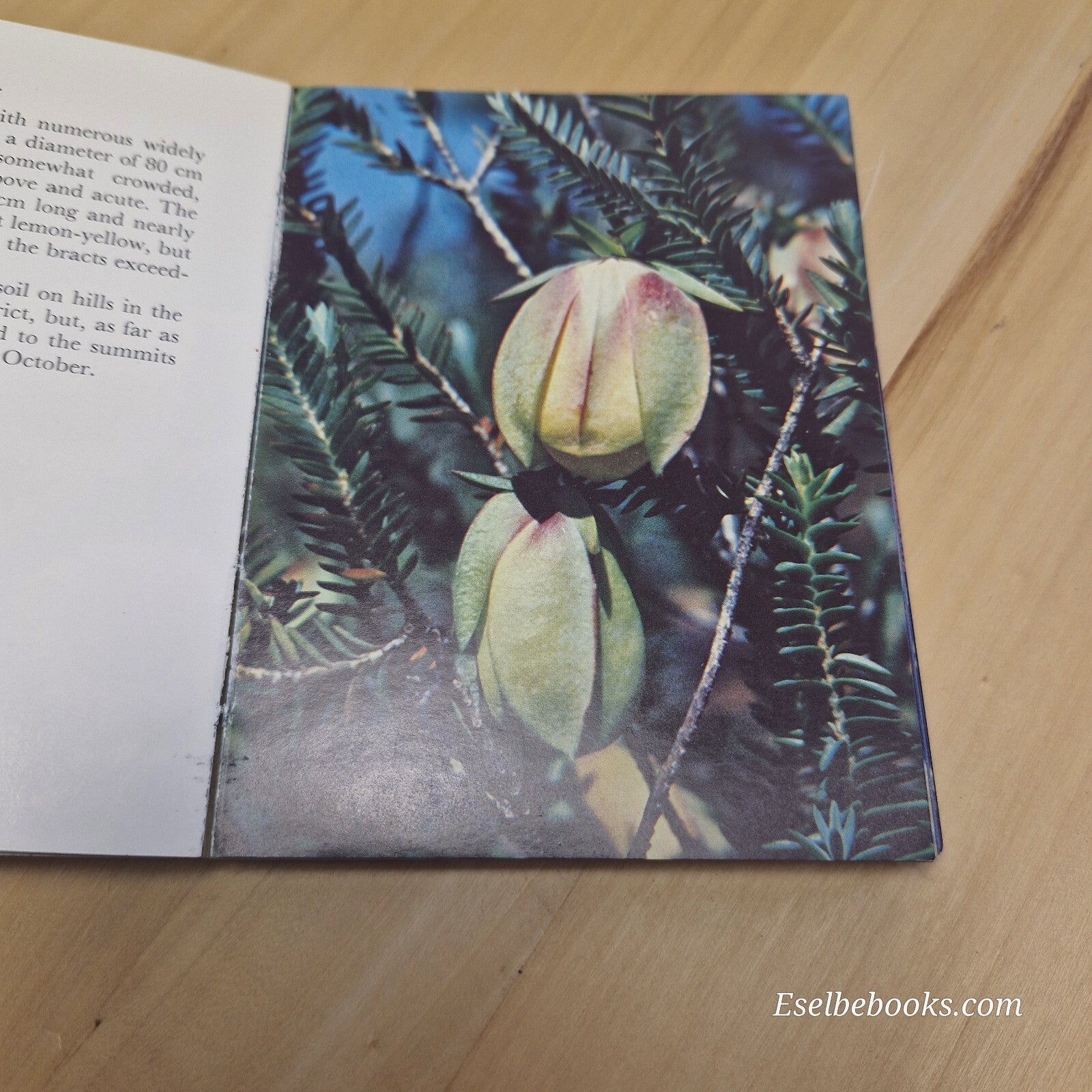 Western Australian wildflowers Volume B - vintage small paperback