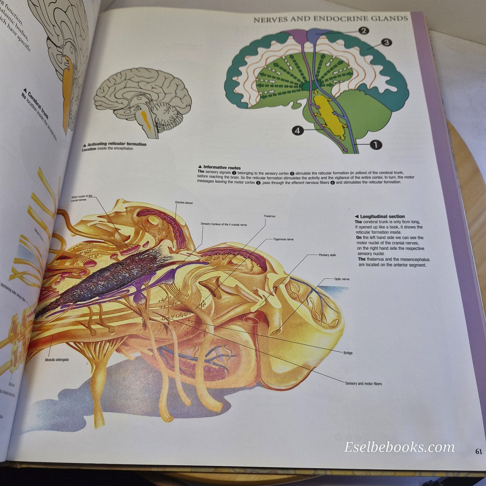 Human Anatomy By Giovanni Iazzetti · 2006 - large hardback