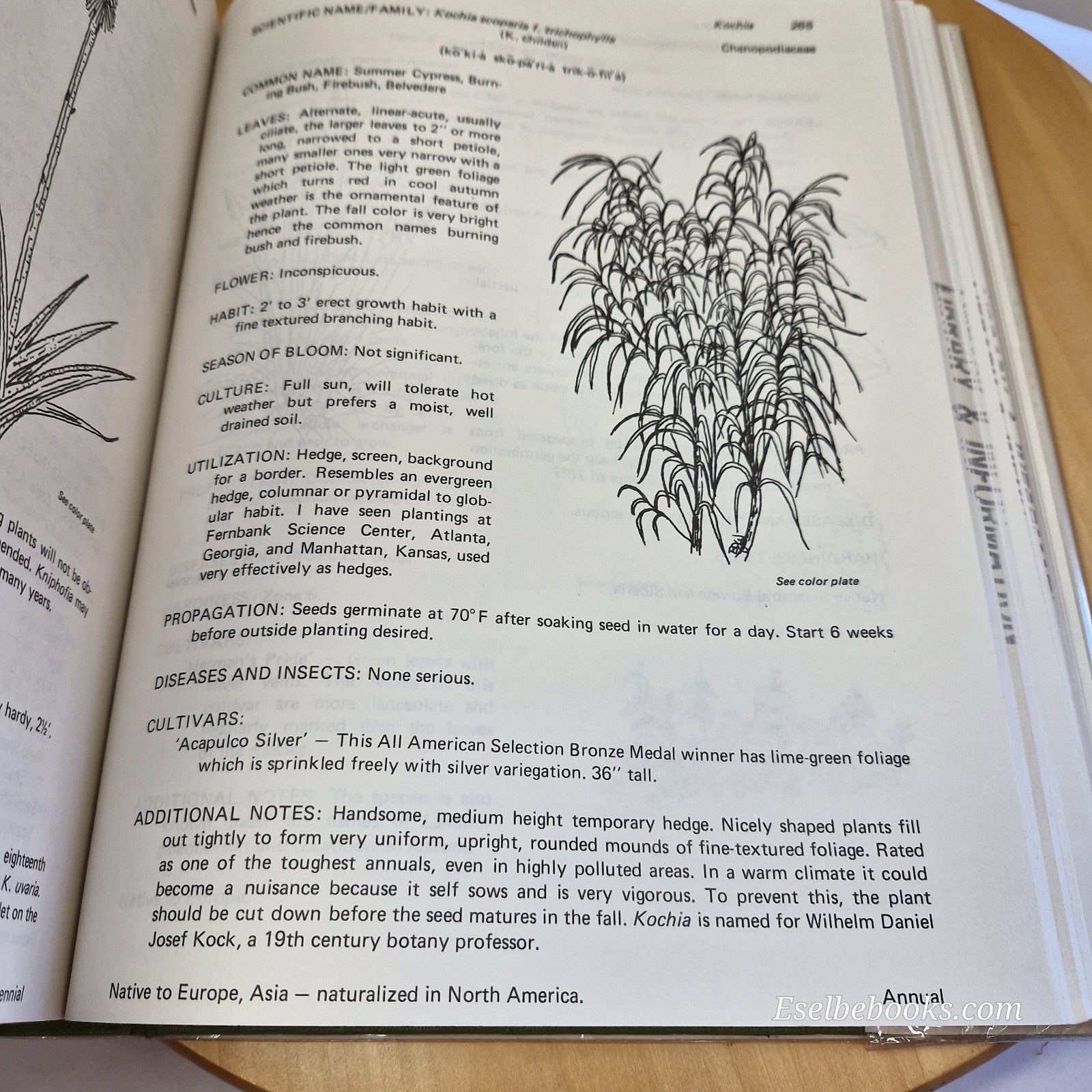 Manual of Herbaceous Ornamental Plants By Steven M. Still - large hardback