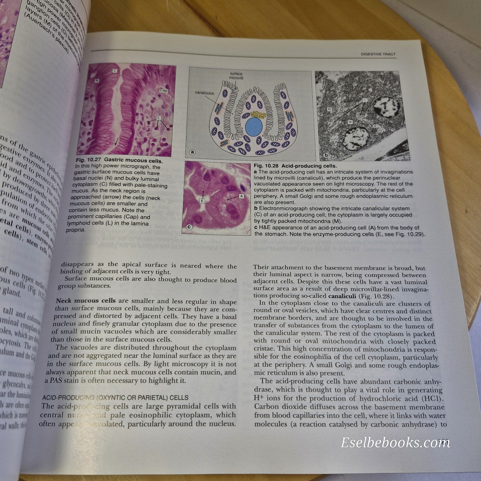 Histology by Alan Stevens & James Lowe - paperback