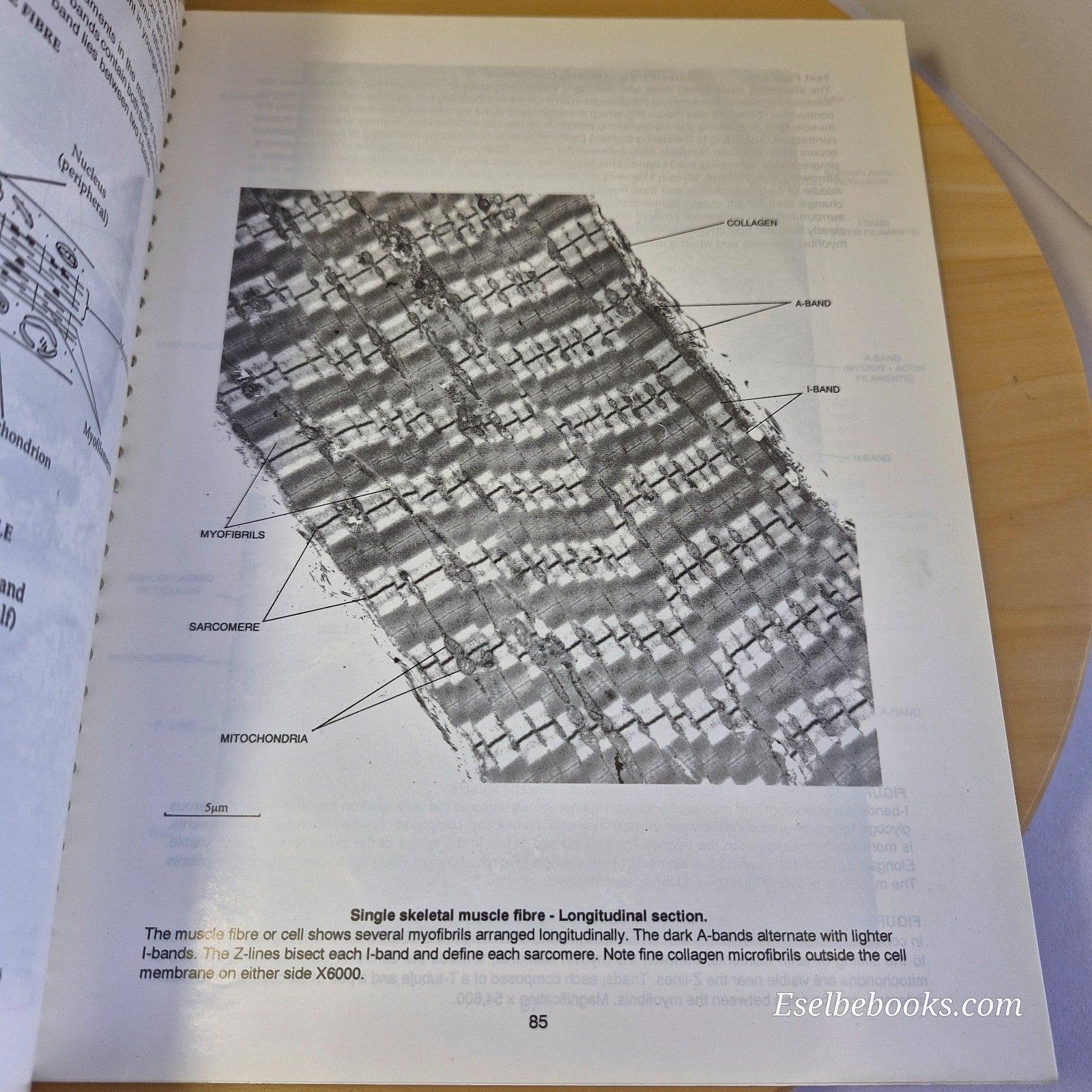Atlas of Human Cell Ultrastructure by A HENRY Sathananthan 1996 paperback