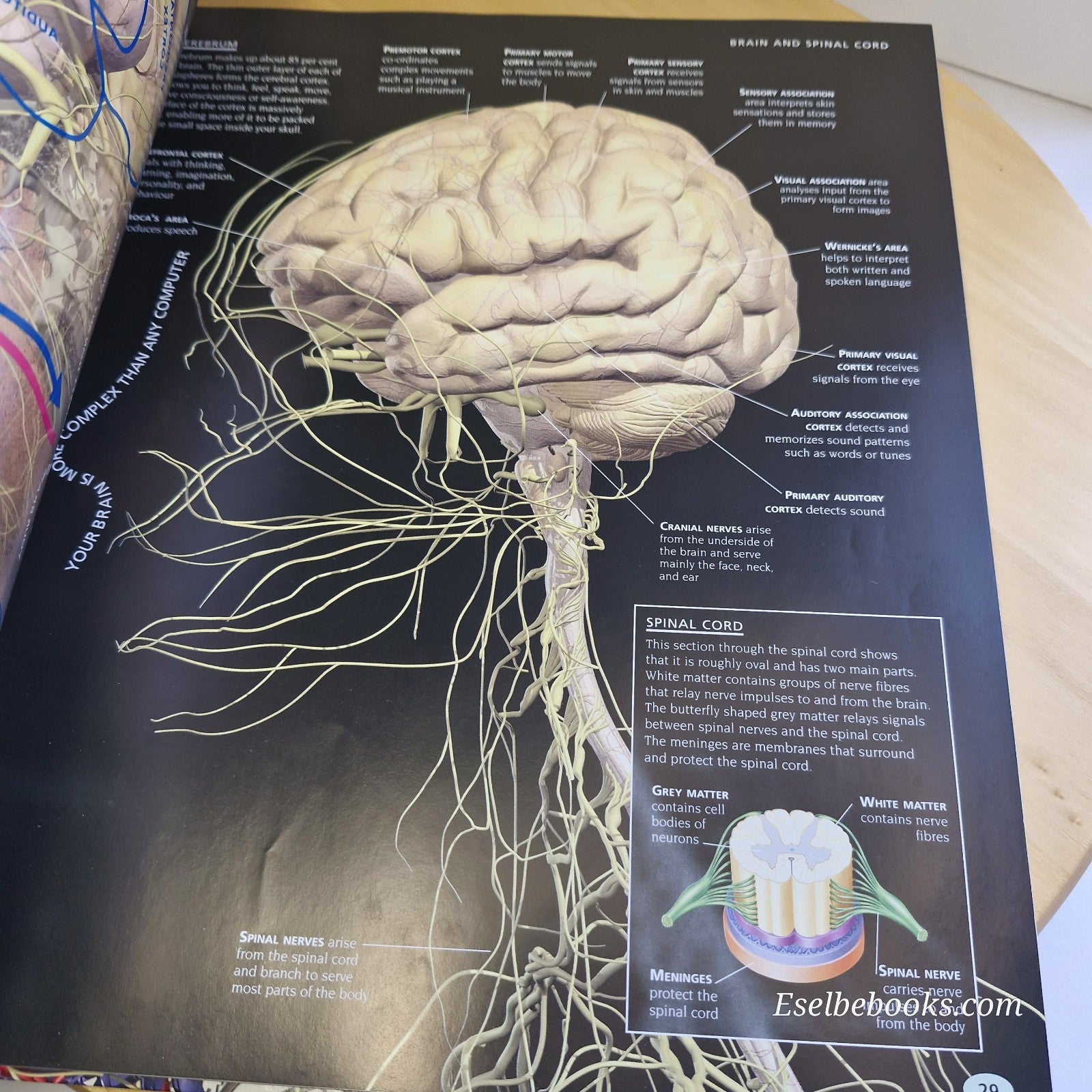 Body: An amazing tour of human anatomy by Robert Winston -includes CD (untested)