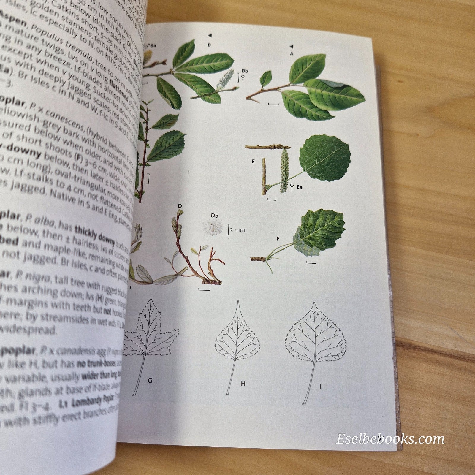 The Wild Flower Key by Francis Rose  and Clare O'Reilly - paperback