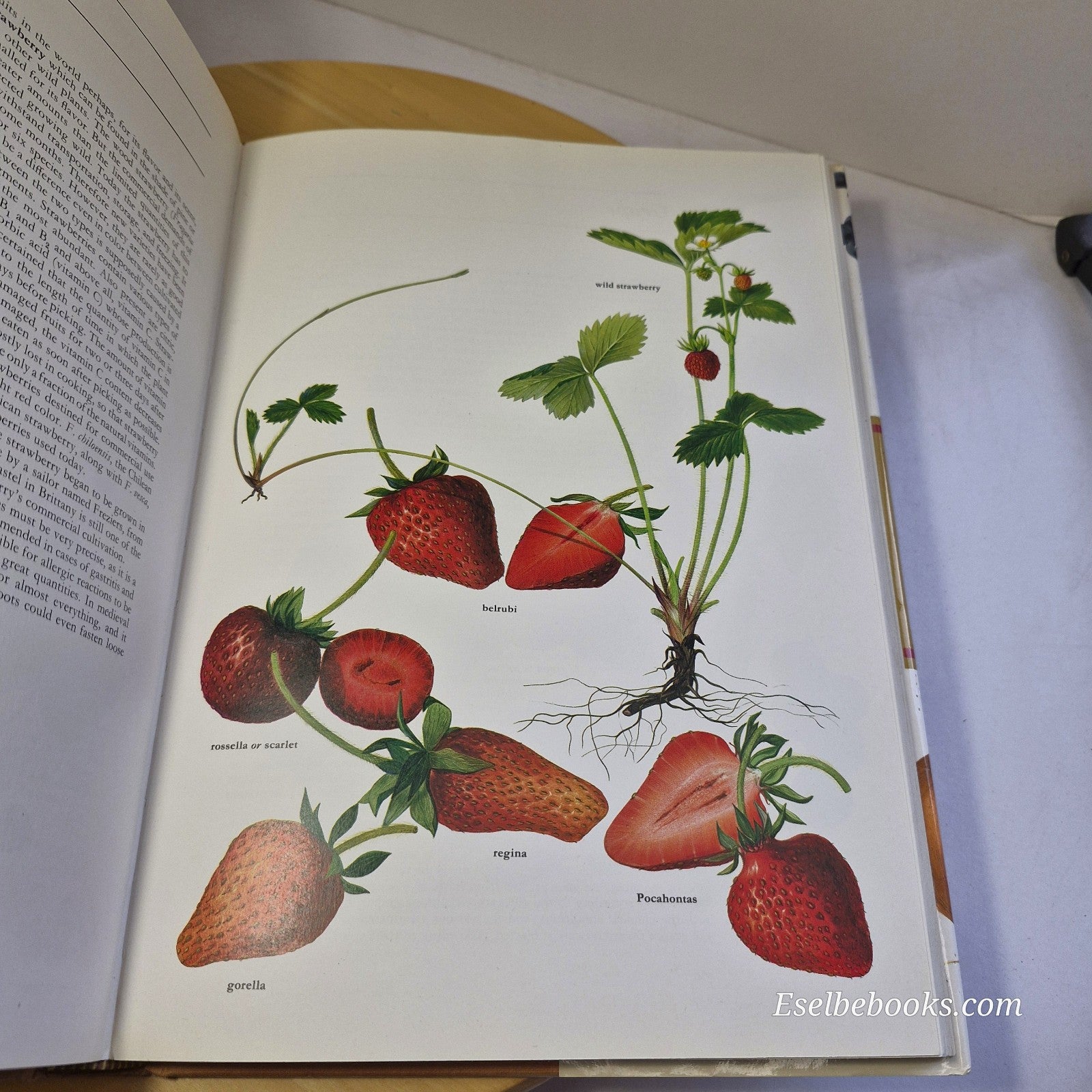 Fruits of the Earth by Bianchini Corbetta & Pistoia - hardback