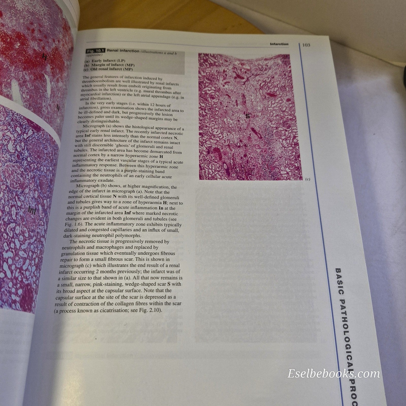 Wheaters Functional Histology & Basic Histology - paperbacks
