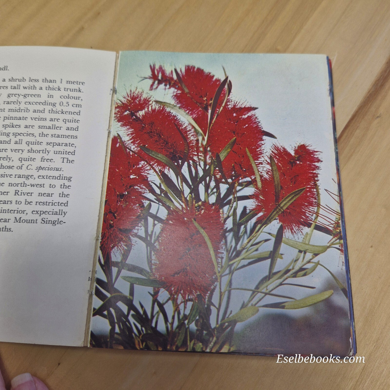 Western Australian wildflowers Volume B - vintage small paperback