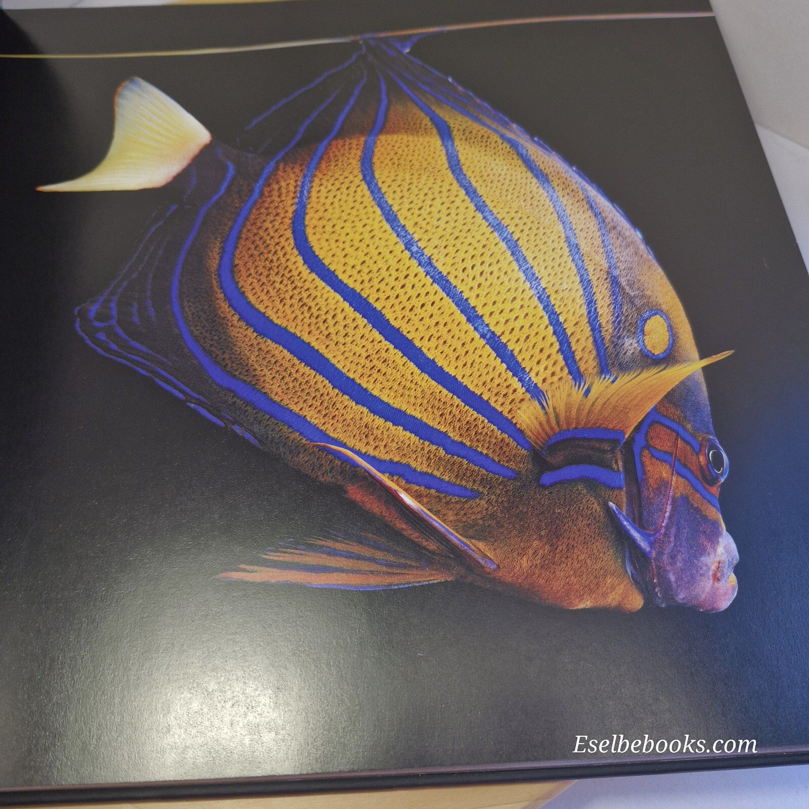 Sea By Mark Laita · 2011 - hardback