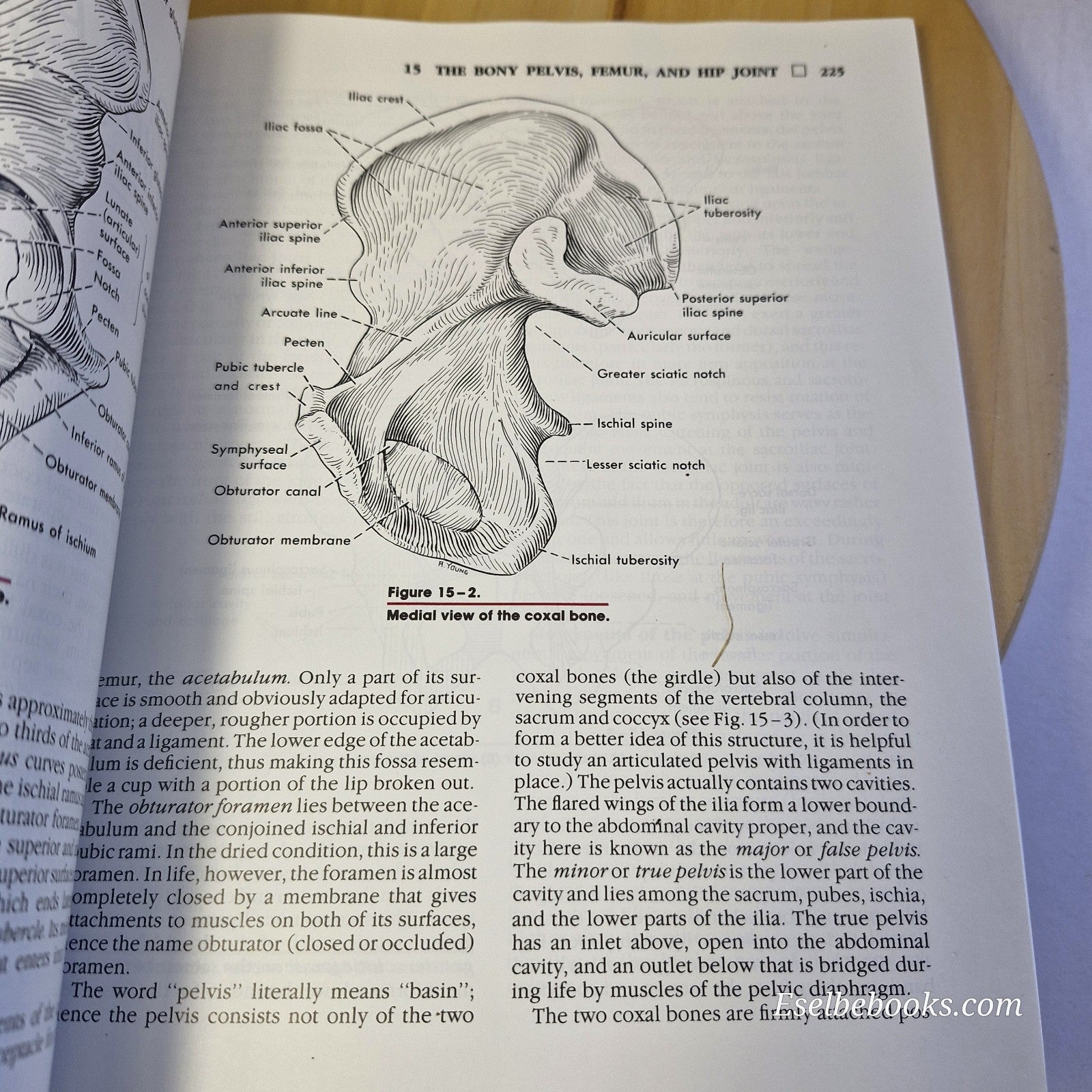 Hollinshead's Functional Anatomy of the Limbs and Back - paperback