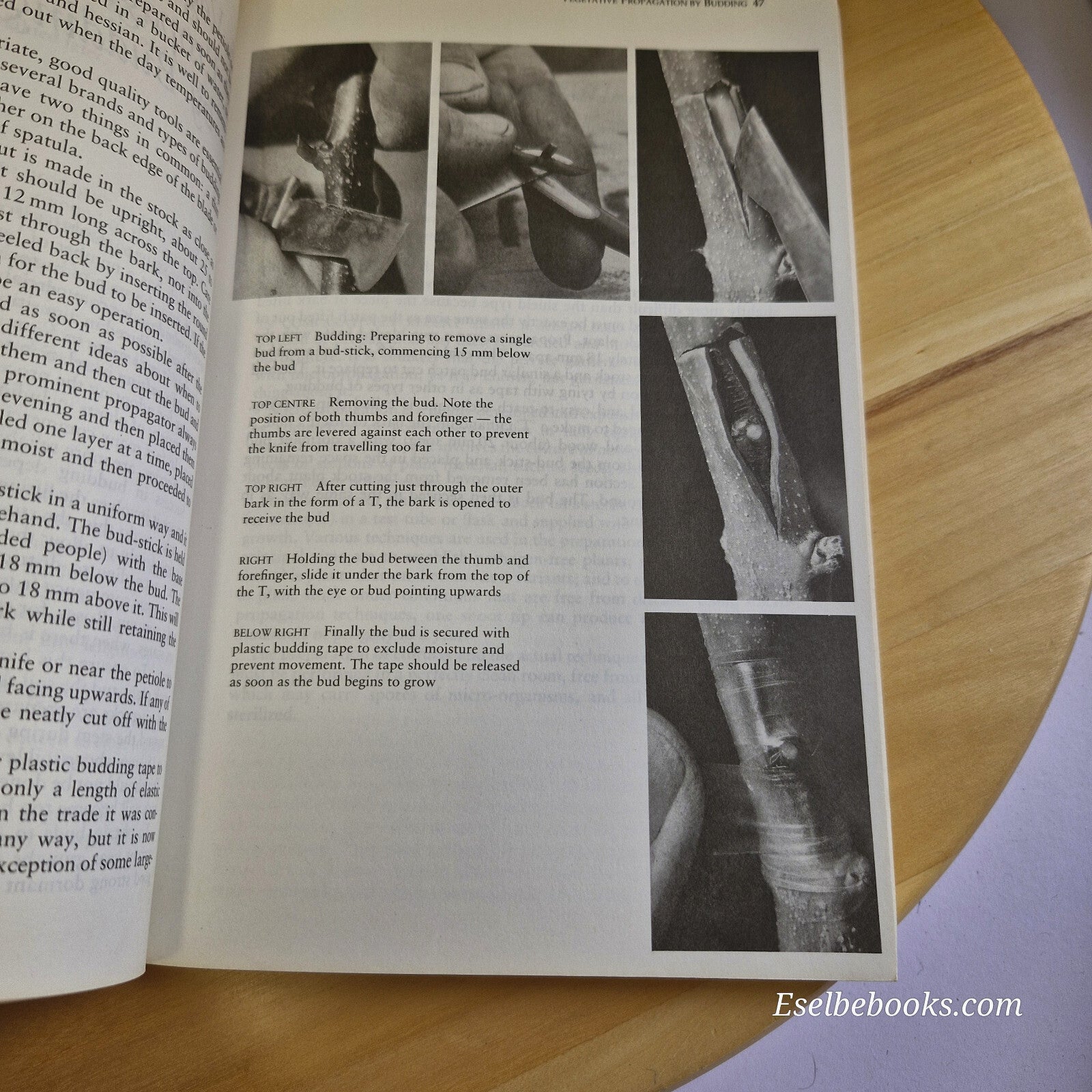 Modern Plant Propagation By Allan Gardiner · 1988 - paperback