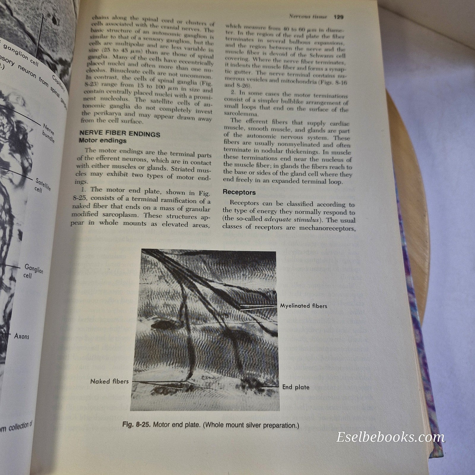 Essentials of histology 8th edition By Gerrit Bevelander, Judith A. Ramaley - HB