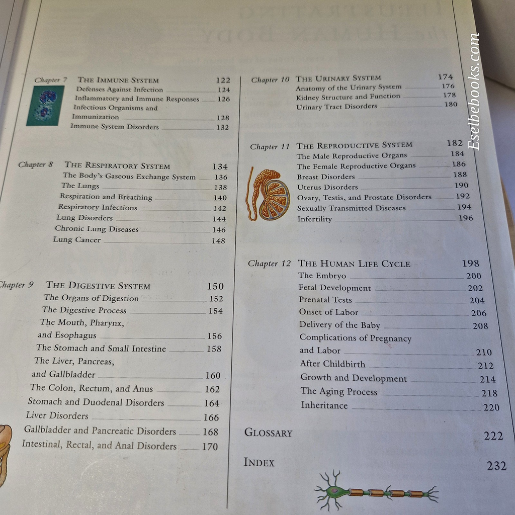 Illustrated Guide to the Human Body by DK Publishing Staff - large hardback