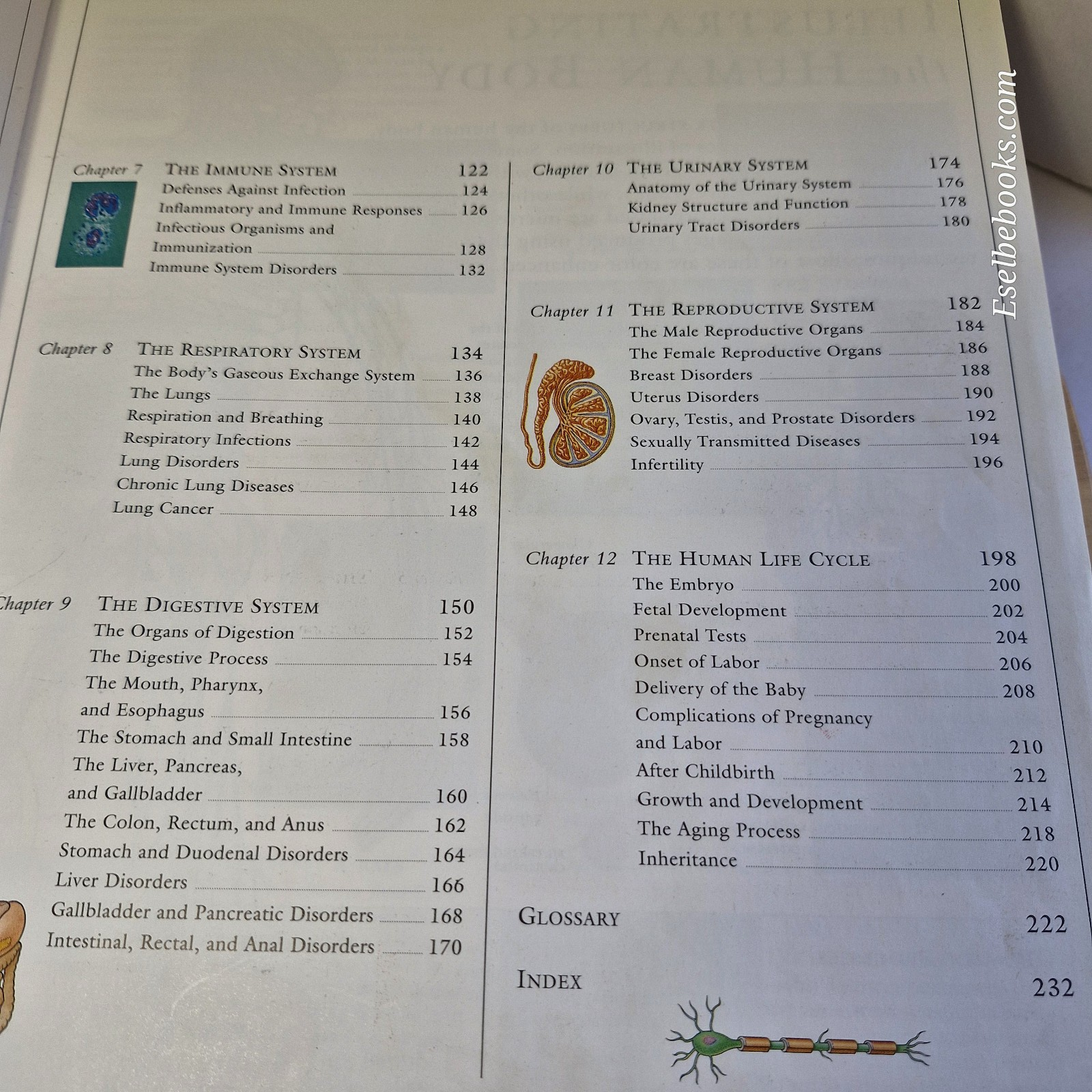 Illustrated Guide to the Human Body by DK Publishing Staff - large hardback