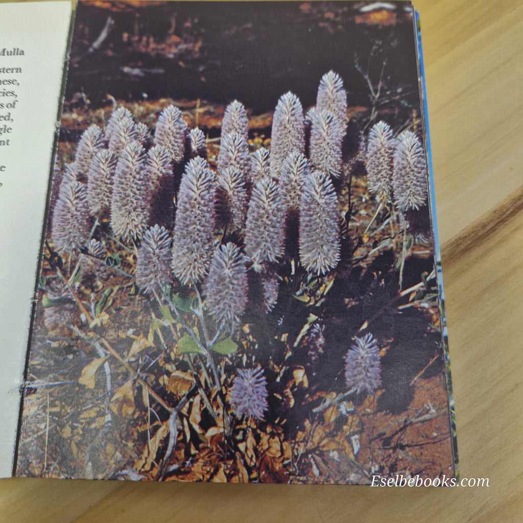 Western Australian wildflowers Volume A - vintage small paperback